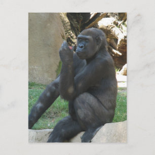 Thoughtful Gorilla Postcard