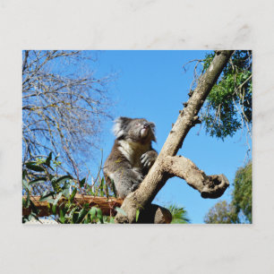 Thoughtful Koala Bear, Postcard