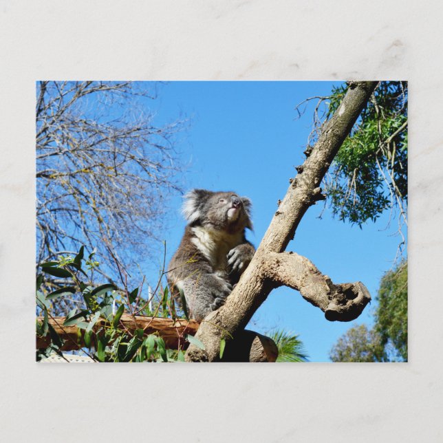Thoughtful Koala Bear, Postcard (Front)