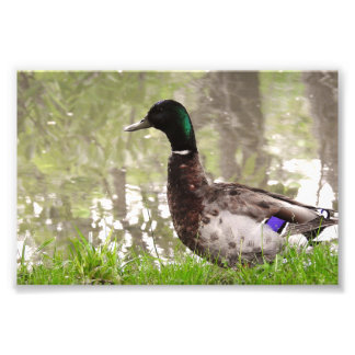 Thoughtful Mallard Duck Photo Print