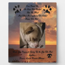 Thoughts of A Loved Pet