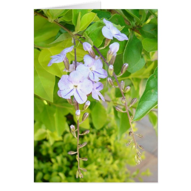 Thoughts of Spring v2 (Front)