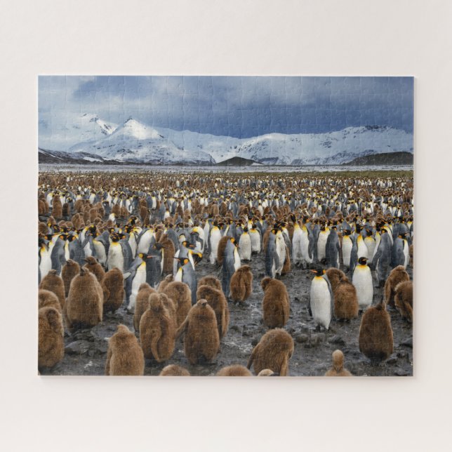 Thousands of King Penguins on South Georgia Island Jigsaw Puzzle (Horizontal)