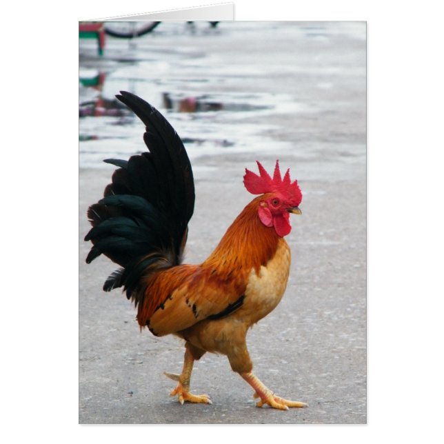 Thr Rooster Crossed The Road (Front)