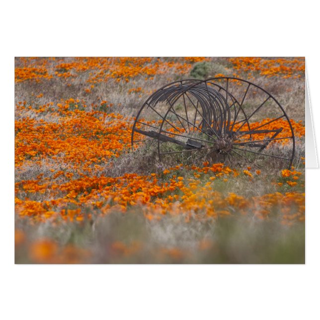 Thrasher in Field of Poppies (Front Horizontal)