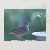 Thrasher Splasher Postcard