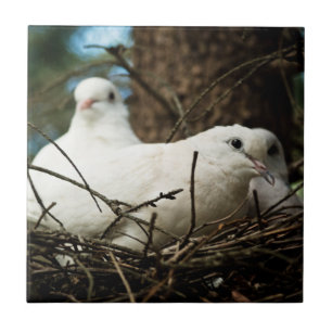 Thre in a Tree Ceramic Photo Tile