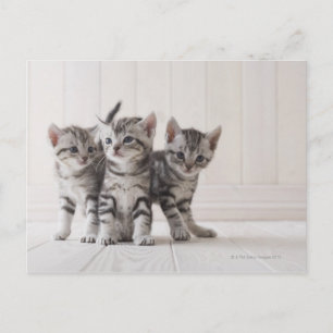Three American Shorthair Kittens Postcard