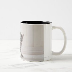 Three American Shorthair Kittens Two-Tone Coffee Mug