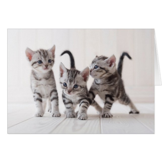 Three American Shorthair Playing (Front Horizontal)