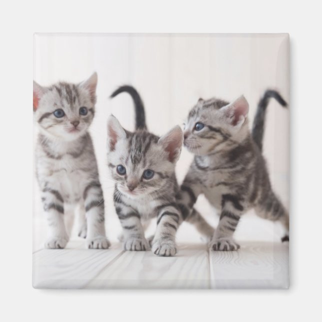 Three American Shorthair Playing Magnet (Front)