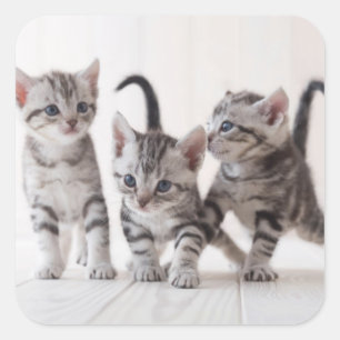 Three American Shorthair Playing Square Sticker