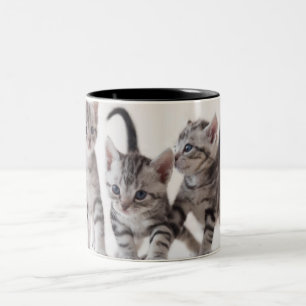 Three American Shorthair Playing Two-Tone Coffee Mug