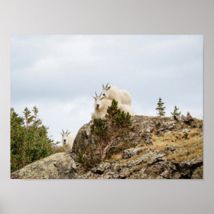 Three Ami-Goats // Colorado Wildlife Poster