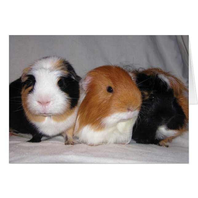 Three Amigos (Front Horizontal)