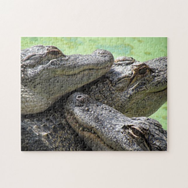 Three Amigos Alligator Puzzle (Horizontal)