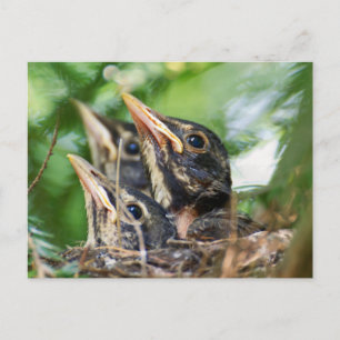 Three Amigo's (baby robins in a nest) Postcard