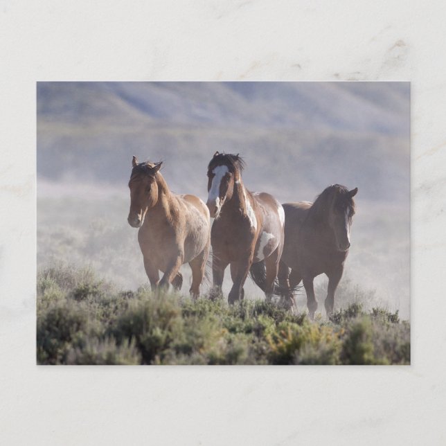 Three Amigos Postcard (Front)