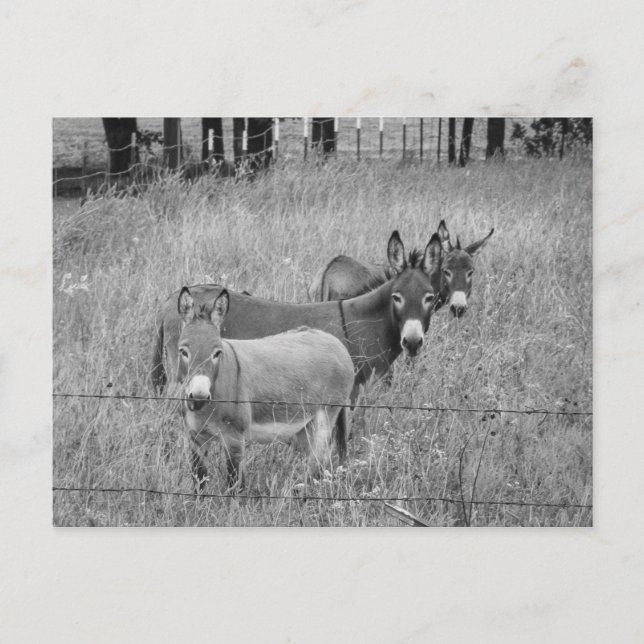 Three amigos postcard (Front)