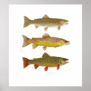 Three Amigos- Rainbow, Brown & Brook Trout Poster