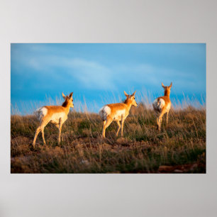 Three antelope walking away at sunset poster