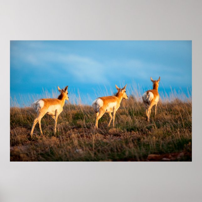 Three antelope walking away at sunset poster (Front)