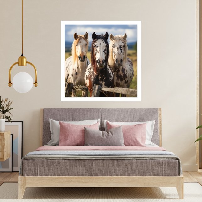 Three Appaloosa horses  Photo Print (Creator Uploaded)