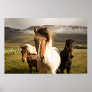 THREE ASSORTED-COLOR HORSES RUNNING AWAY FROM A MO POSTER