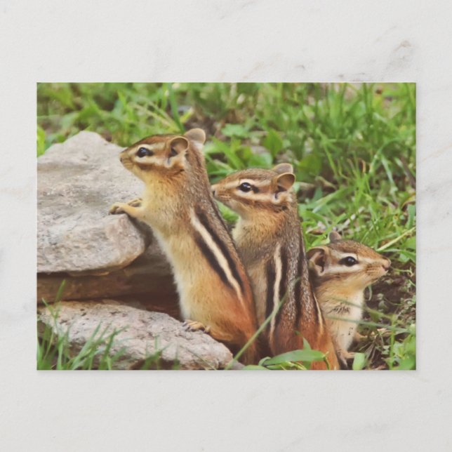 Three Baby Chipmunks Postcard (Front)