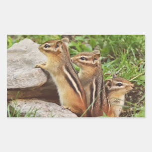 Three Baby Chipmunks Rectangular Sticker