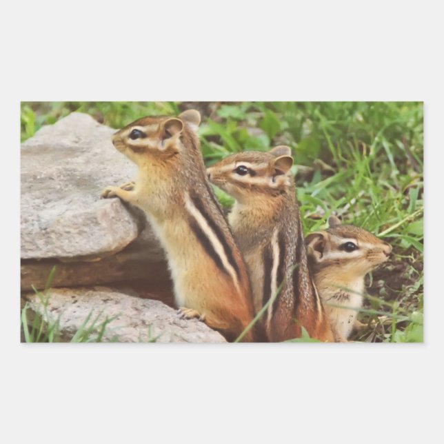 Three Baby Chipmunks Rectangular Sticker (Front)