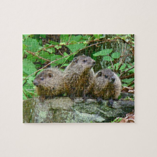 Three Baby Groundhogs Jigsaw Puzzle (Horizontal)