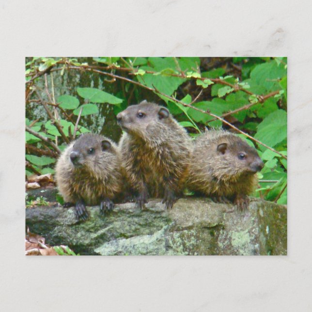 Three Baby Groundhogs Postcard (Front)