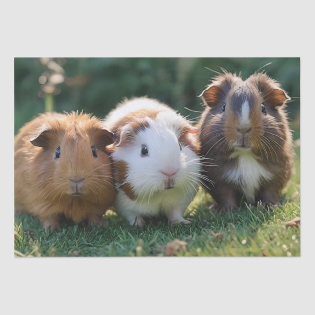 Three Baby Guinea Pigs, Tissue Paper (Front)