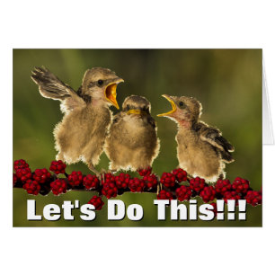 Three Baby Lanius Schach Birds