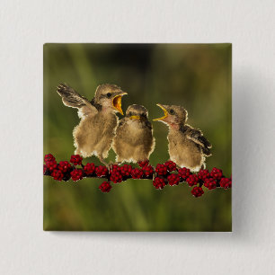 Three Baby Lanius Schach Birds 15 Cm Square Badge