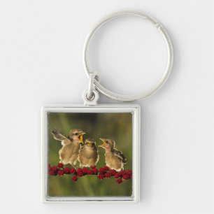 Three Baby Lanius Schach Birds Key Ring