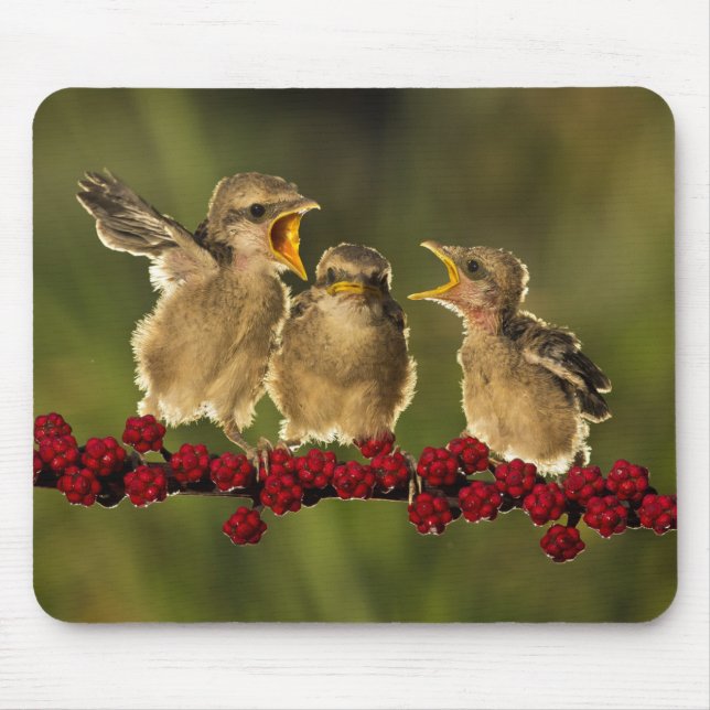 Three Baby Lanius Schach Birds Mouse Pad (Front)