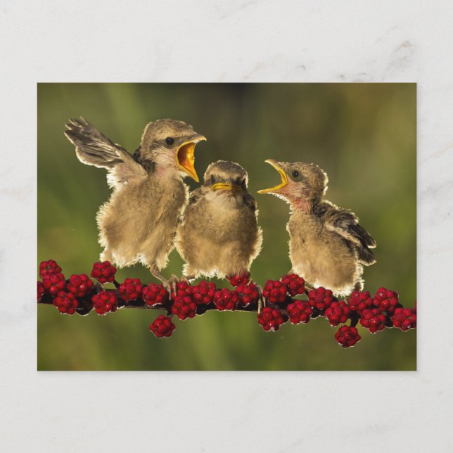 Three Baby Lanius Schach Birds Postcard (Front)