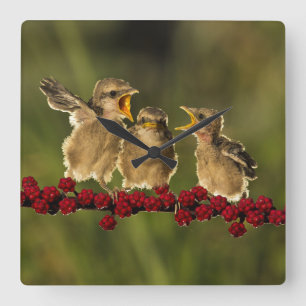 Three Baby Lanius Schach Birds Square Wall Clock