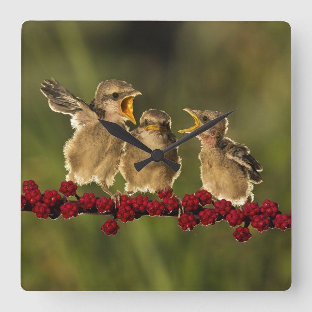 Three Baby Lanius Schach Birds Square Wall Clock (Front)