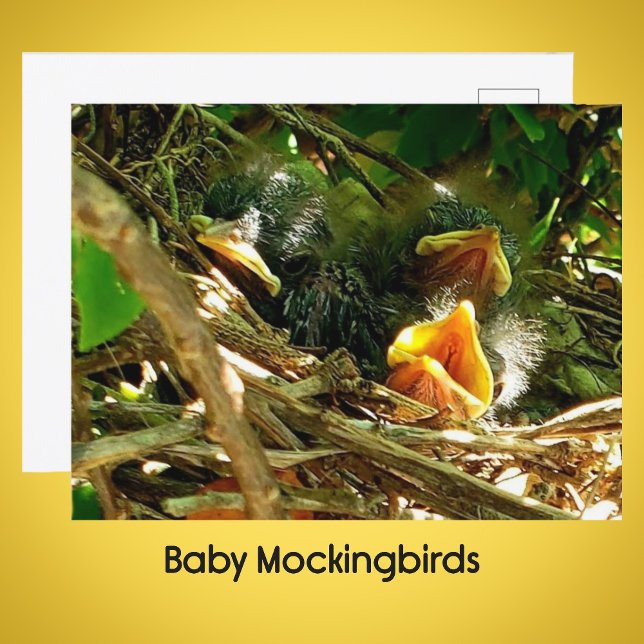 Three Baby Mockingbirds in the Nest Wildlife Photo Postcard (Creator Uploaded)