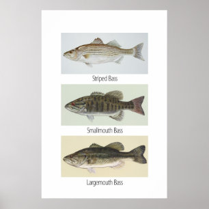 Three Bass Poster