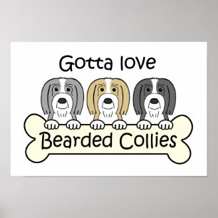 Three Bearded Collies Poster