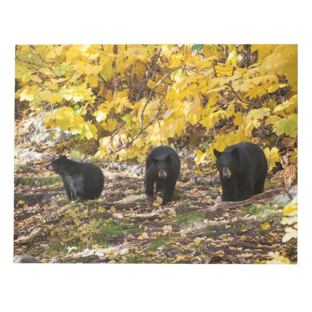 Three Bears Notepad (Front)