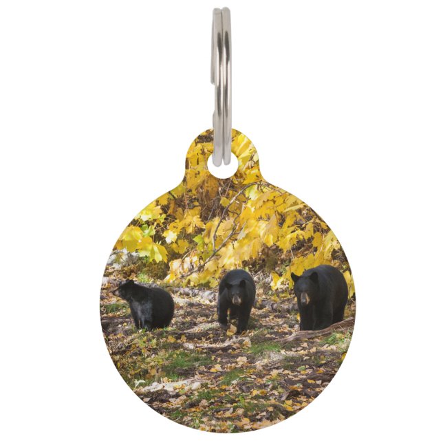 Three Bears Pet Tag (Front)