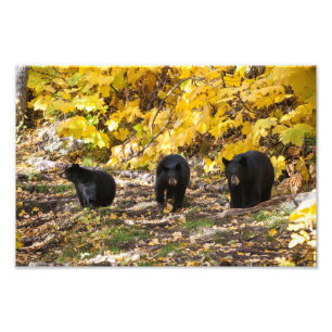 Three Bears Photo Print