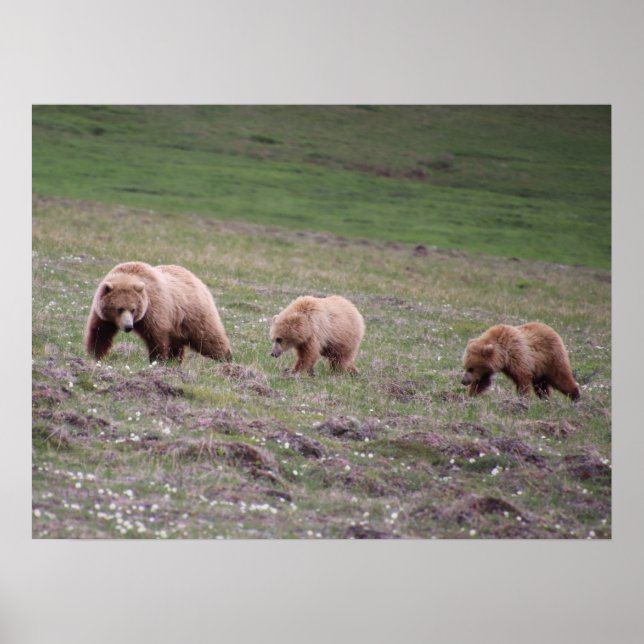 Three Bears Photograph Poster (Front)
