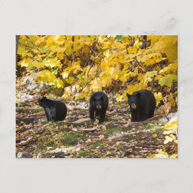 Three Bears Postcard (Front)