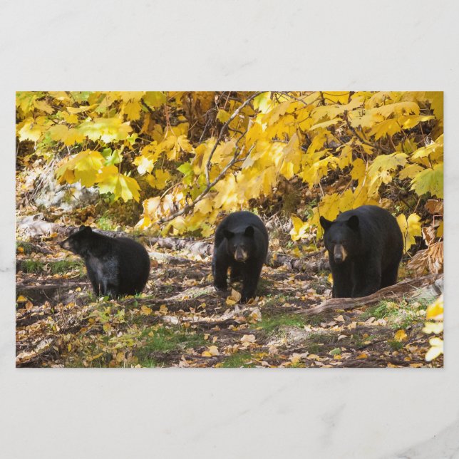 Three Bears Stationery (Front)